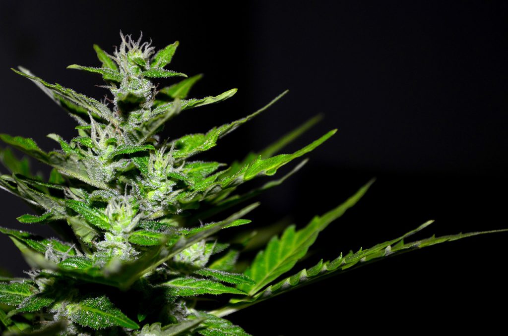 Best-Cannabis-Flower-Producers-in-Las-Vegas-2