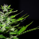 Grower's Guide: How To Properly Dry And Cure Your Marijuana