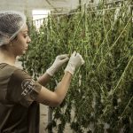 Everything You Need To Know About Growing Marijuana In Illinois