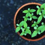 How to Grow Cannabis as a Houseplant