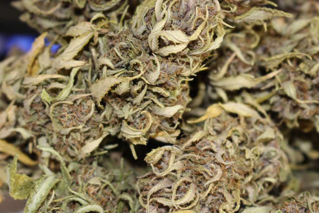 Marijuana-producer-Organigram-stock-soars-30%-as-sales-double