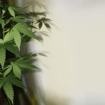 Medical Cannabis Access Associated with Fewer Workers' Comp Claims