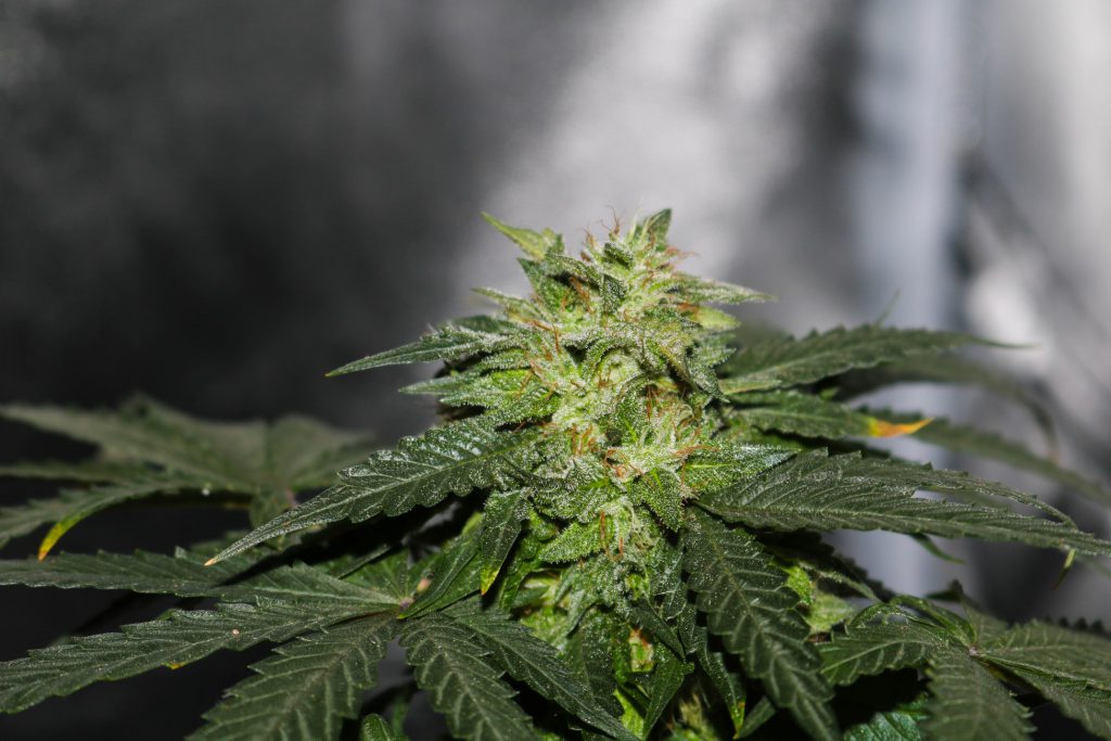 Most-Efficient-Ways-To-Eliminate-The-Smell-Of-Cannabis-In-Your-House1