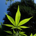 New Hampshire Lawmakers Discuss Amended Marijuana Legalization Bill In Committee