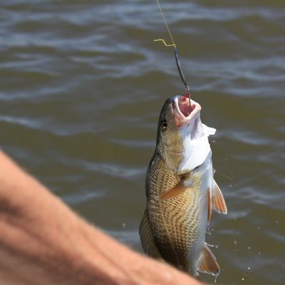 Unwind and Reconnect with Nature: Redfishing in Louisiana, an Alternative Relaxation Experience