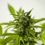 marijuana, cannabis, hash-3065611.jpg